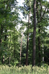 Wald