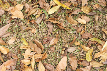 Dry autumn leaves on floor background 