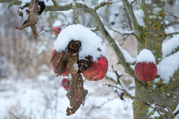 Äpfel im Schnee an einem verschneiten Apfelbaum im Winter