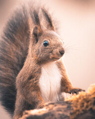 Fototapeta premium ritratto in primo piano di scoiattolo rosso