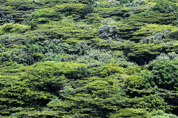 Green landscape of tree tops