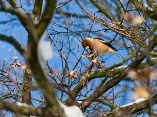The hawfinch (Coccothraustes coccothraustes) on a branch in winter (in Polish: grubodziób)