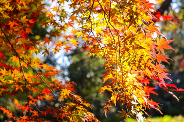 日本の秋の風景 美しいもみじ 綺麗 紅葉 黄色