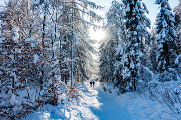 Zima śnieg ścieżka droga ludzie las drzewa kaszuby wieżyca - obrazy, fototapety, plakaty