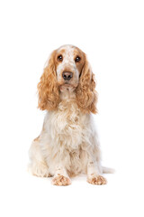 orange roan english cocker spaniel