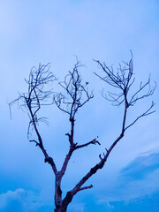 Fototapeta na wymiar Tree Bird Blue Sky Background