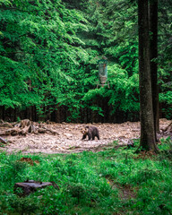 orso bruno sotto dispenser di semi di girasole nel bosco in slovenia