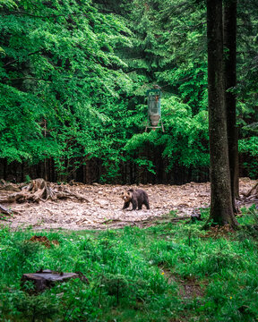 orso bruno sotto dispenser di semi di girasole nel bosco in slovenia © jeferstellari