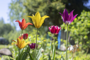 Flowers