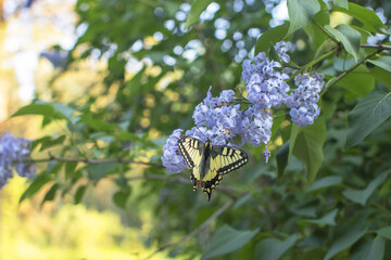 butterfly on a flower