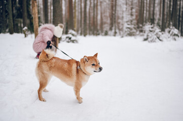 Happy family weekend - little cute girl in pink warm outwear walking having fun with red shiba inu dog in snowy white cold winter forest outdoors. Kids sport vacation activities concept.