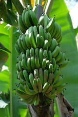 Indonesia Bali - Banana tree showing fruit - Banana bunch