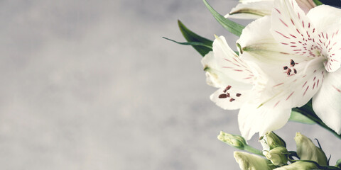 Beautiful floral background. Macro image. Template for your design.