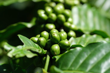 Indonesia Bali - Coffee fruit - Coffee berries - Coffee plant