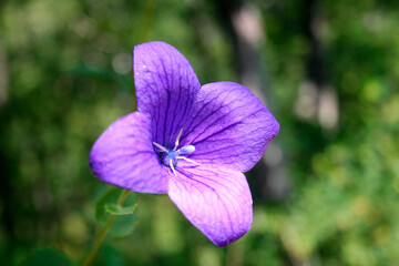 Purple flower platycodon four petals