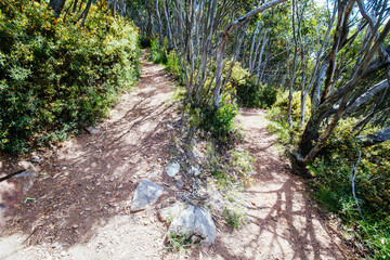 Mount Buller Walking and Biking Trails in Summer