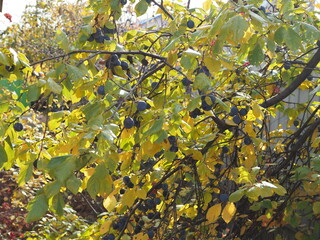 Plums covered with dew drops on a branch on a foggy autumn morning.