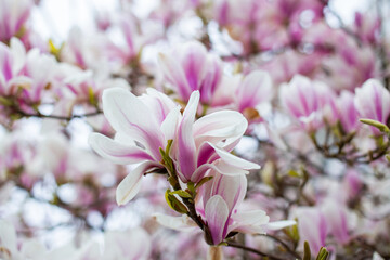 Natural background concept. Pink magnolia branch. Magnolia tree blossom. Blossom magnolia branch on nature background. Magnolia flowers in spring time.