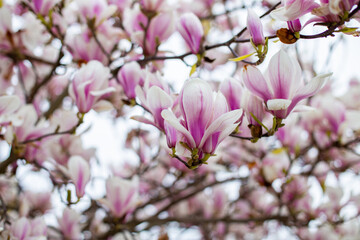 Fototapeta na wymiar Natural background concept. Pink magnolia branch. Magnolia tree blossom. Blossom magnolia branch on nature background. Magnolia flowers in spring time.