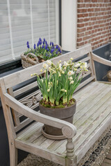 yellow spring flowers daffodils in a ceramic pot stand on a bench, garden decor. Elburg, Holland, the Netherlands.	