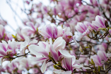 Natural background concept. Pink magnolia branch. Magnolia tree blossom. Blossom magnolia branch on nature background. Magnolia flowers in spring time.
