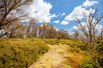 Mount Buller Walking and Biking Trails in Summer