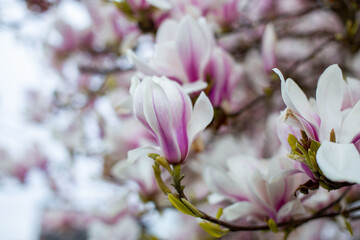 Natural background concept. Pink magnolia branch. Magnolia tree blossom. Blossom magnolia branch on nature background. Magnolia flowers in spring time.