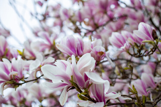 Natural background concept. Pink magnolia branch. Magnolia tree blossom. Blossom magnolia branch on nature background. Magnolia flowers in spring time. © Anna