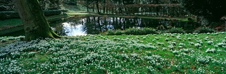 Panoramic view of snowdrops by the lake in a Woodland garden