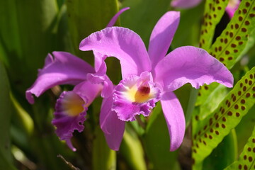 Indonesia Bali Pekutatan - Purple orchid