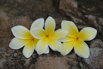Fototapeta na wymiar Indonesia Bali North Bali - White Yellow Frangipani Plumeria Flowers