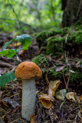 Boletus mushroom in the grass