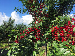 Sour cherry orchard