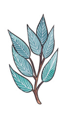 Hand-drawn watercolor blue & tturquoise twigs, leaves and buds isolated on white background