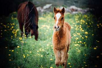 brown foal standing looking forward in a blooming meadow, brown horse gazing in the meadow
