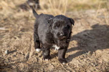 A small black puppy runs on the ground. The concept of Pets. Close up photo.