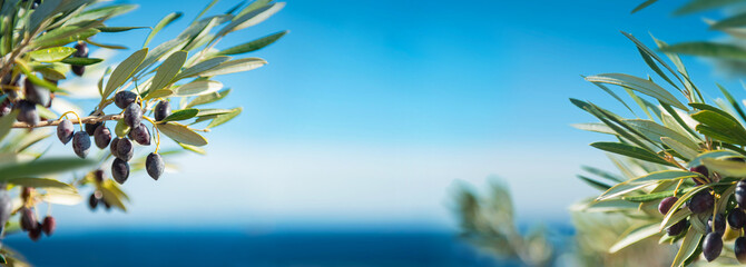 Oliven Bäume & zweige am Meer 
