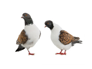 German pigeons modena standing on one leg isolated on white background