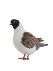 German pigeon modena isolated on white background