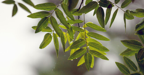 green leaves on a branch