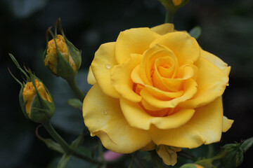 Amazing yellow rose with rosebuds and raindrops on a background of green leaves in the home garden