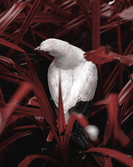 close up of a white bird