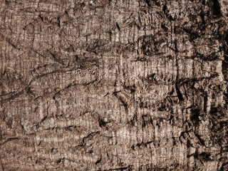 Old tree bark with beautiful patterns for graphic design