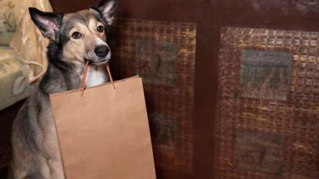 dog keeps the package at home. food delivery, text space, good boy