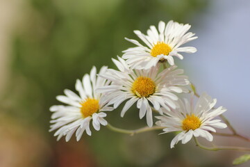 Obraz na płótnie Canvas 白色の菊の花