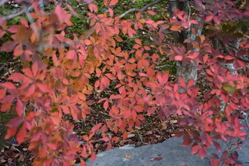 滋賀県の良いところ