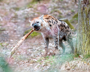 hyena playing with branch stick
