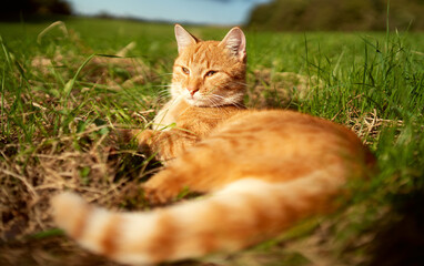 Naklejka na ściany i meble cat in grass at sunset