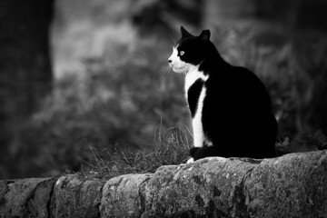 black and white cat