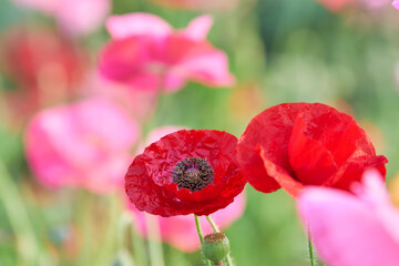 複数の真っ白なチューリップの花 Wall Mural Wallpaper Murals Sora Nus